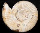 Perisphinctes Ammonite - Jurassic #38029-1